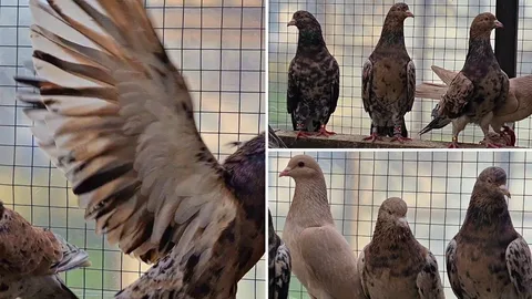 شركة طارد حمام بحائل